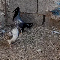 کفتر