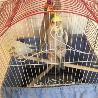 عروس هلندی جفت