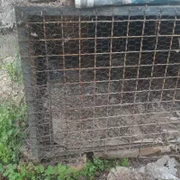 قس مرغ|لوازم جانبی حیوانات|مسجد سلیمان, |دیوار