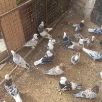 کبوتر|پرنده|نیمروز, |دیوار