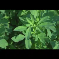 فروش یونجه و علف درجه یک  کیفیت عالی، قیمت مناسب