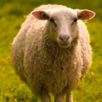 فروش بره نر ۷ ماهه بسیار سرحال وزن بین ۱۸تا ۲۰کیلو