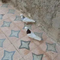 طوقی|پرنده|چغادک, |دیوار
