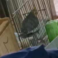 یک جفت عروس هلندی جوجه داده بشرط