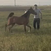 کره مادیان ۲ نیم ساله|اسب و تجهیزات اسب‌سواری|تهران, اتابک|دیوار