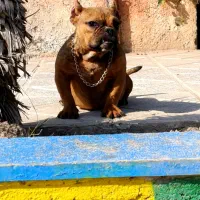 امریکن بولی اگزوتیک توله