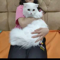 گربه میکس پرشین و DLH ( مو بلند)