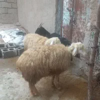 میش و بز|حیوانات مزرعه|دزفول, |دیوار