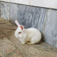 خرگوش لوپ