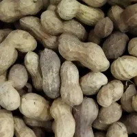 بادام زمینی مغان