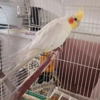 عروس هلندی