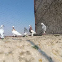 طوقی دم‌سفید سرور|پرنده|شیراز, شهرک مدرس|دیوار
