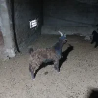 کهره|حیوانات مزرعه|مرودشت, رودبال|دیوار