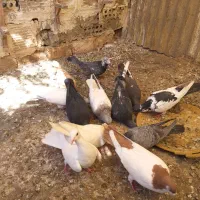 کفتر رنگه کلاغ رسمی