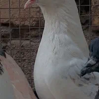 کبوتر