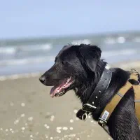 نگهبان با سگ نگهبان