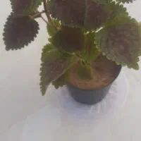 گل حسن یوسف در گراش