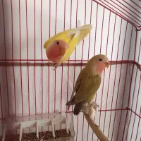 طوطی برزیلی|پرنده|شاهرود, |دیوار