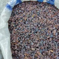 کشمش آفتابی درشت درشت|عمدهفروشی|ابهر, |دیوار