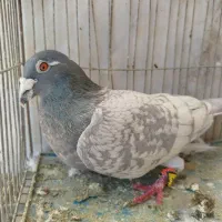 سه عدد پلاکی نر|پرنده|مرودشت, فرهنگ|دیوار