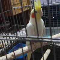 فروش یا معاوضه عروس ماده
