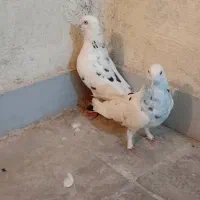 کفتر