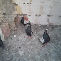 کفتر پرشی