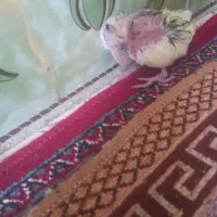 عروس هلندی|پرنده|هامون, |دیوار