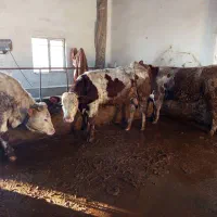 گوساله نر|حیوانات مزرعه|محمدیه-قزوین, |دیوار