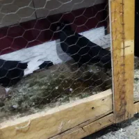 کبوتر|پرنده|شوشتر, |دیوار