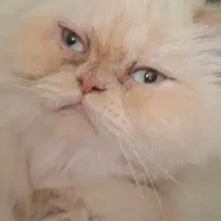 پرشین فلت 3 ساله چشم یخی