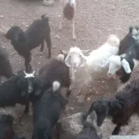 فروش کهره در جم