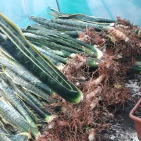 حراجی سانسوریا|گل و گیاه طبیعی|شیروان (خراسان), |دیوار