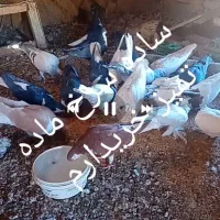 ساده سرخ ماده تمیز