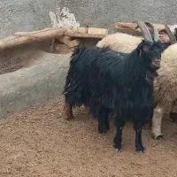 نربزدوساله گوش برنجی شاخ انبری. قوچ  تخمی سه ساله|حیوانات مزرعه|خمین, |دیوار