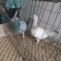 یک جفت کفترپلاکی مادسرور فروش یا معاوضه