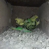 مرغ عشق مولد پروانه ای دوگل با جوجه سرلاکی و نر