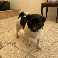 این سگ پیدا شده