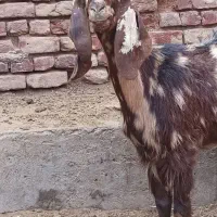 بره نر۲تا به همراه یک کولار ابستن سنگین