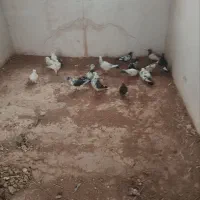 کبوتر|پرنده|قیدار, |دیوار