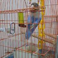 طوطی برزیلی وقفس همستر|پرنده|رشت, جانبازان|دیوار