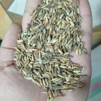 شلتوک بذر درجه یک