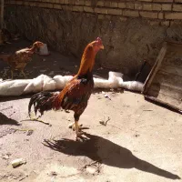 خروس و مرغ لاری