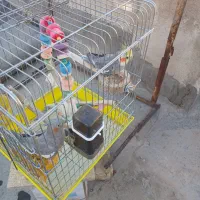 یه جفت عروس هلندی،نرو ماده
