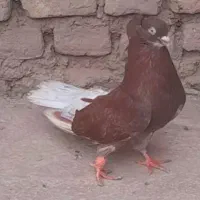 کبوتر  اصیل