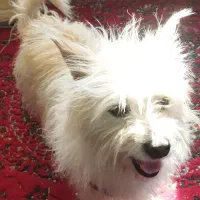 پیکو۶یا۷ماهه قیمت مفت