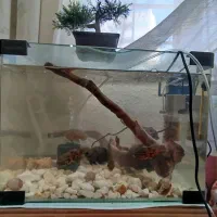 اکواریوم آماده شیشه خم با تمام لوازم و ماهی ها