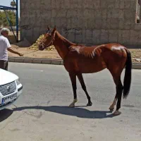 کره اسب نریان|اسب و تجهیزات اسبسواری|نظرآباد, رسالت|دیوار