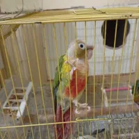 عروس هلندی،گرینچیک،برزیلی،ملنگو،مرغ عشق|پرنده|بندر کنگان, |دیوار