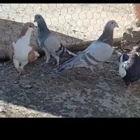 کبوتر|پرنده|کازرون, |دیوار